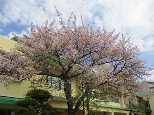413入園式2