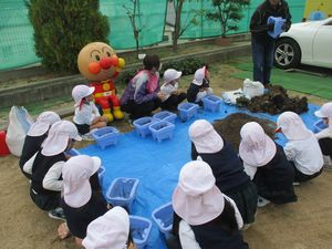 いちご苗植え１