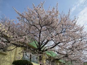 入園式2