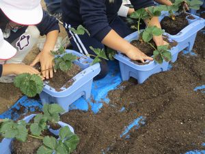 いちご苗植え３