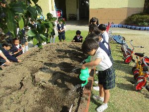 チューリップ４