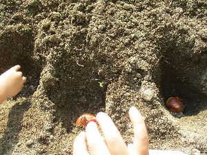 チューリップ１