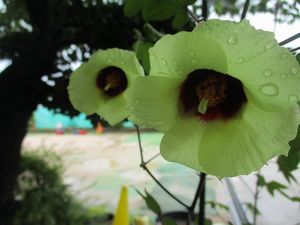 綿花