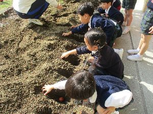 チューリップ３