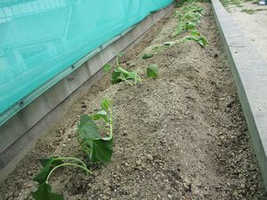 529芋づる２