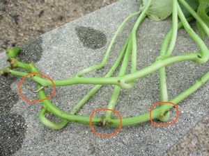529芋づる１