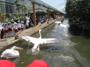 515園外年中17