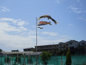51こいのぼり8
